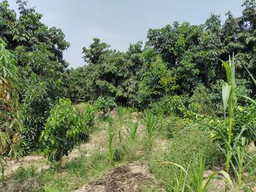 LINDO DE 5000 METROS EN HUARAL - ÁRBOLES FRUTALES