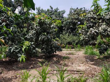 LINDO DE 5000 METROS EN HUARAL - ÁRBOLES FRUTALES