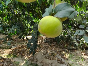 LINDO DE 5000 METROS EN HUARAL - ÁRBOLES FRUTALES