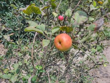 LINDO DE 5000 METROS EN HUARAL - ÁRBOLES FRUTALES