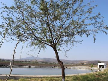 RANCHO EN MANUEL DOBLADO 15 HECTAREAS PARA SIEMBRA Y 2 POZOS DE AGUA