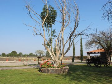 RANCHO EN MANUEL DOBLADO 15 HECTAREAS PARA SIEMBRA Y 2 POZOS DE AGUA