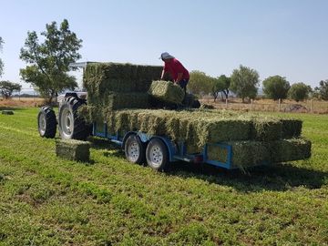 RANCHO EN MANUEL DOBLADO 15 HECTAREAS PARA SIEMBRA Y 2 POZOS DE AGUA