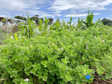 En venta terreno plano en Malacatos-Loja