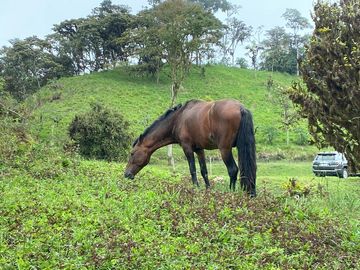 Venta Hacienda Ganadera Gualéa - Pacto en San Luis Alto Vía Calacalí 205 Hectáreas $1'100.000