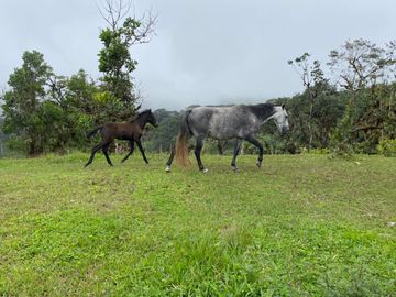 Venta Hacienda Ganadera Gualéa - Pacto en San Luis Alto Vía Calacalí 205 Hectáreas $1'100.000