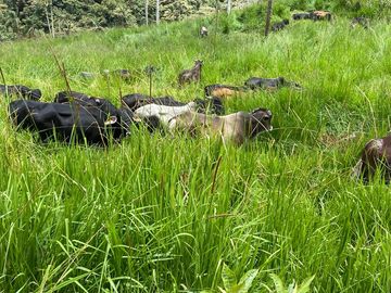 Venta Hacienda Ganadera Gualéa - Pacto en San Luis Alto Vía Calacalí 205 Hectáreas $1'100.000