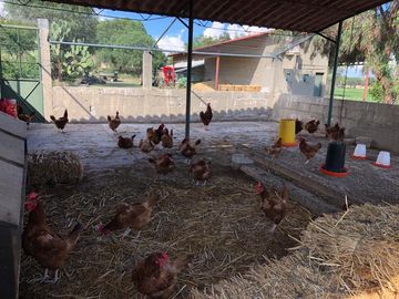 BONITO RANCHO AGRICOLA EN DOL. HGO CON CASA, CABALLERIZAS, POZO, DE OPORTUNIDAD