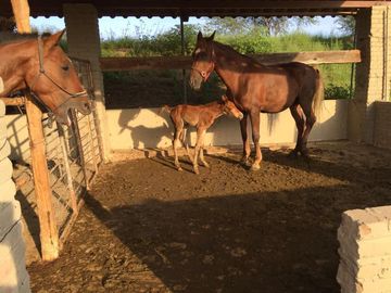 BONITO RANCHO AGRICOLA EN DOL. HGO CON CASA, CABALLERIZAS, POZO, DE OPORTUNIDAD