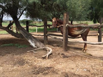 BONITO RANCHO AGRICOLA EN DOL. HGO CON CASA, CABALLERIZAS, POZO, DE OPORTUNIDAD