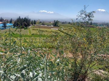 EN VENTA LINDO TERRENO AGRÍCOLA EN PAUCARPATA CON ZONIFICACIÓN ZR