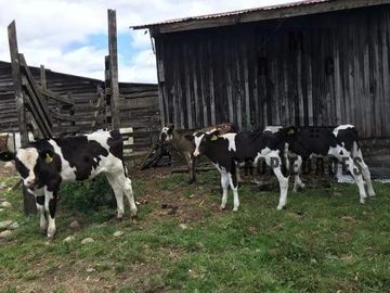 TERRENO DE 39,3 HÁ. CON CASA EN SANTA LAURA FUTRONO