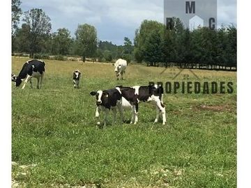 TERRENO DE 39,3 HÁ. CON CASA EN SANTA LAURA FUTRONO