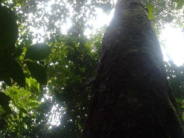 VENDO DE TERRENO EN IQUITOS- $1300/ha