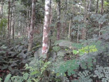 VENDO DE TERRENO EN IQUITOS- $1300/ha