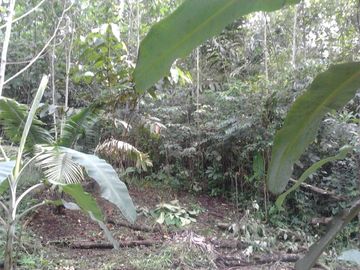 VENDO DE TERRENO EN IQUITOS- $1300/ha
