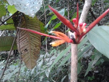VENDO DE TERRENO EN IQUITOS- $1300/ha