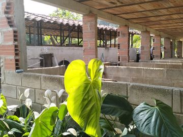 VENDO FINCA DE TRABAJO EN AMALFI ANTIOQUIA.