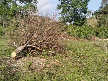 VENDO FINCA DE TRABAJO EN AMALFI ANTIOQUIA.