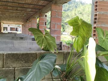 VENDO FINCA DE TRABAJO EN AMALFI ANTIOQUIA.