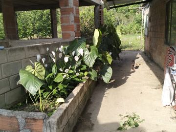 VENDO FINCA DE TRABAJO EN AMALFI ANTIOQUIA.