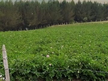 DE OPORTUNIDAD HERMOSA  HACIENDA GANADERA CHAUPI MACHACHI