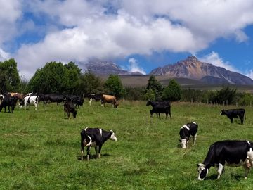 DE OPORTUNIDAD HERMOSA  HACIENDA GANADERA CHAUPI MACHACHI