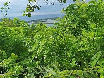 Dijual Tanah Lombok NTB Kabupaten Lombok Barat Desa Labuan Tereng