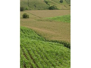 Finca De Venta En Lodana Santa Ana Manabí