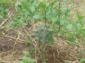Finca De Venta En Lodana Santa Ana Manabí