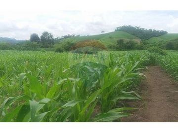Finca De Venta En Lodana Santa Ana Manabí