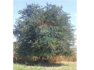 Finca De Venta En Lodana Santa Ana Manabí