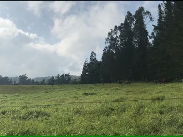 VENDO 15 hectáreas en el mejor sector de Tumbaco