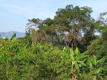Vendo Terreno 10,80 Has Tarapoto Perú