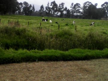Hacienda Ganadera Plana en Cayambe apta para floricola