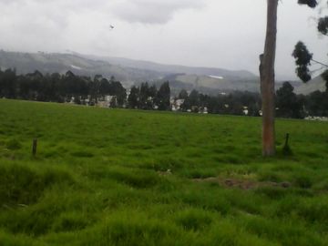 Hacienda Ganadera Plana en Cayambe apta para floricola