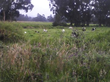 Hacienda Ganadera Plana en Cayambe apta para floricola