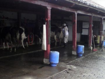 Hacienda Ganadera Plana en Cayambe apta para floricola