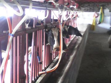Hacienda Ganadera Plana en Cayambe apta para floricola