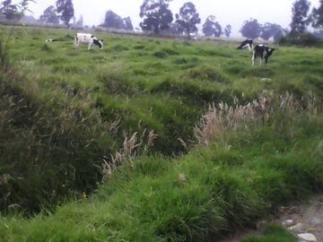Hacienda Ganadera Plana en Cayambe apta para floricola