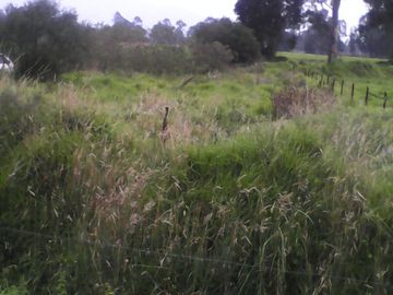 Hacienda Ganadera Plana en Cayambe apta para floricola