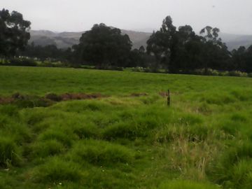 Hacienda Ganadera Plana en Cayambe apta para floricola