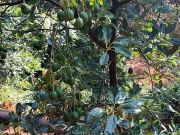 Huerta entre Villa Madero y Morelia en venta