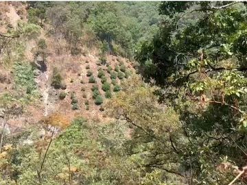 Huerta entre Villa Madero y Morelia en venta