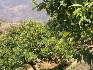 Huerta entre Villa Madero y Morelia en venta