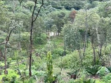Huerta entre Villa Madero y Morelia en venta