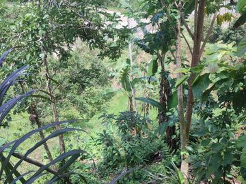VENDO  FINCA GANADERA EN ANORÍ ANTIOQUIA.
