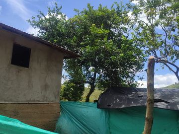 VENDO  FINCA GANADERA EN ANORÍ ANTIOQUIA.