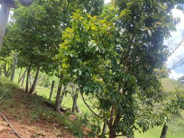 VENDO  FINCA GANADERA EN ANORÍ ANTIOQUIA.