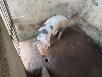 VENDO  FINCA GANADERA EN ANORÍ ANTIOQUIA.